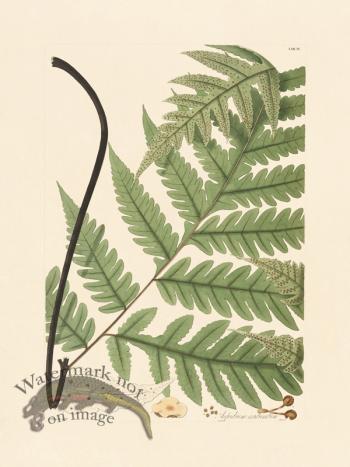 Hooker Fern 04